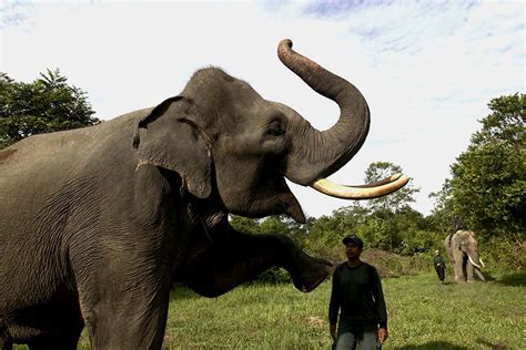  Gajah yang Hilang di Tengah Hutan! Uma Reflexão sobre Perdido e Encontro em uma Narrativa Indonésia